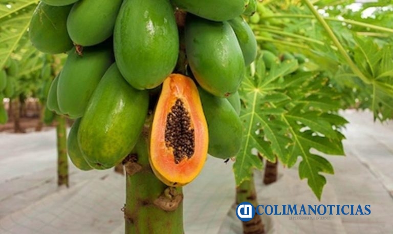 Colima entre los tres principales productores de Papaya a nivel nacional