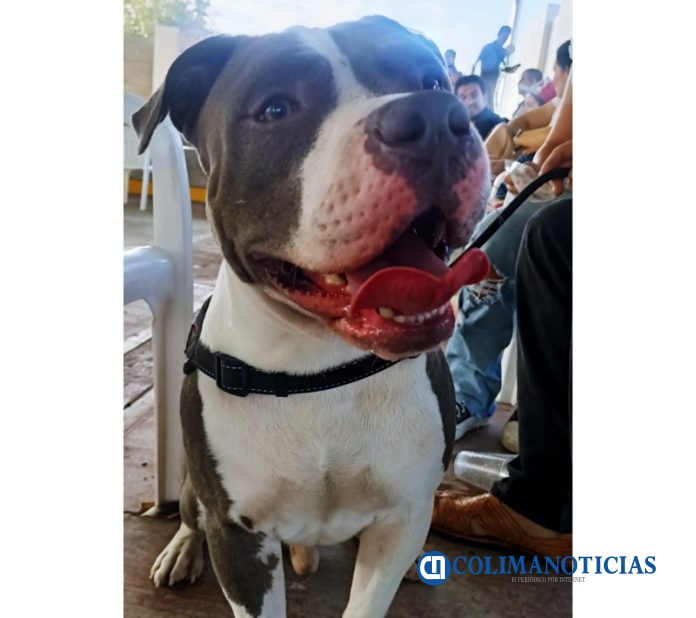 pitbull