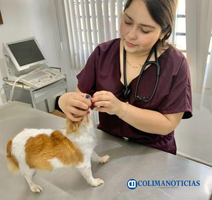 veterinaria y perrito