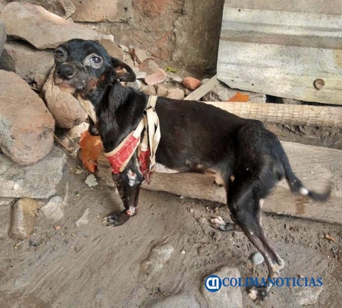 perrito tecoman