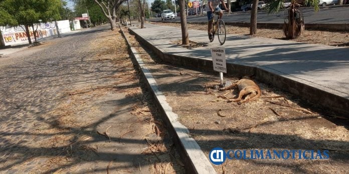 ENVENENAMIENTO PERROS