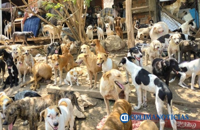 Casa Hogar Para Animales de Colima