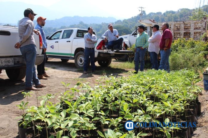 Subseder trabaja para lograr reconocimiento de Colima como Zona Libre de Plagas del Aguacate