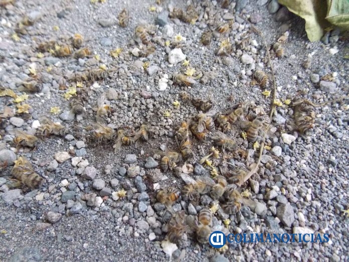 abejas muertas