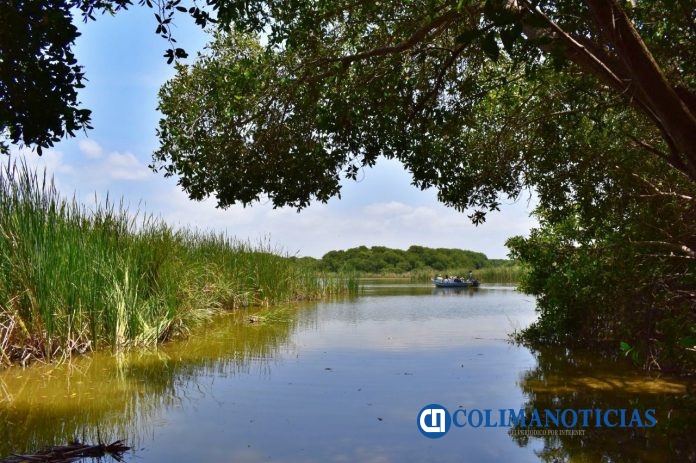 manglar medio ambiente