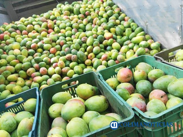 mangos