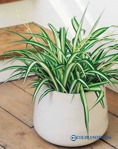 planta cinta