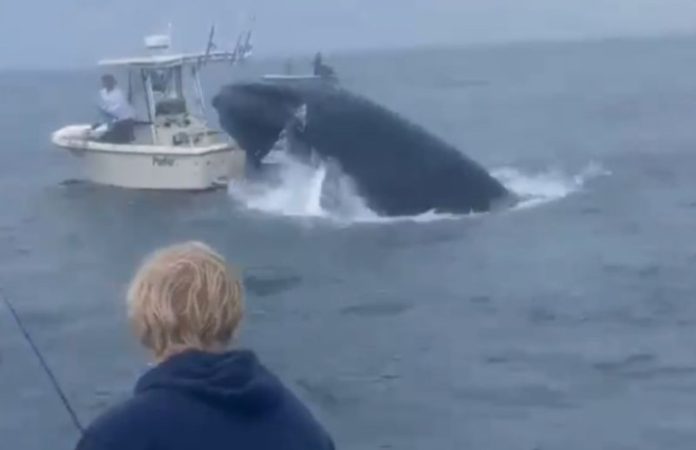 Ballena hunde embarcación