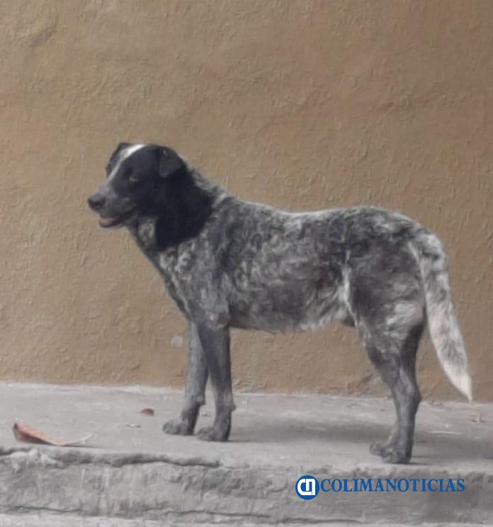 perros callejeros
