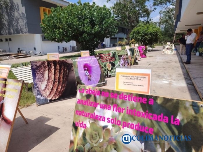 Contribuye UdeC desde la academia, a evitar la mortandad de abejas en el estado_a
