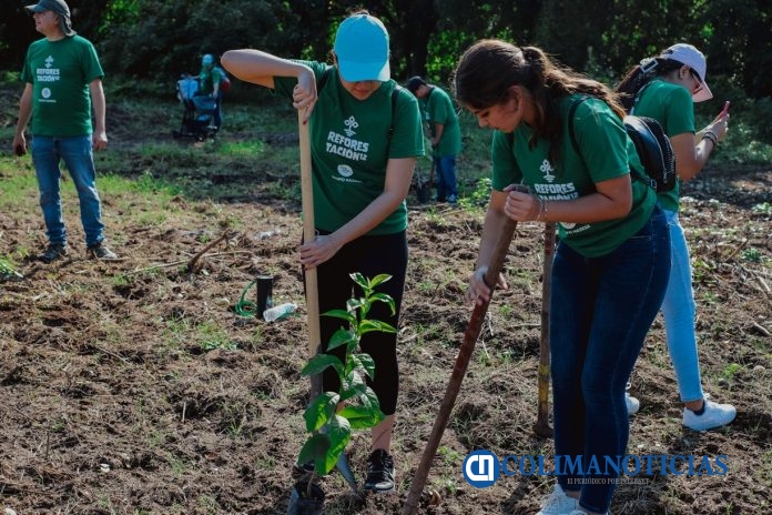 UdeC y Grupo Hazesa unen fuerzas para reforestar Manzanillo_b