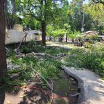 atendió la caída de un árbol en el Jardín Corregidora