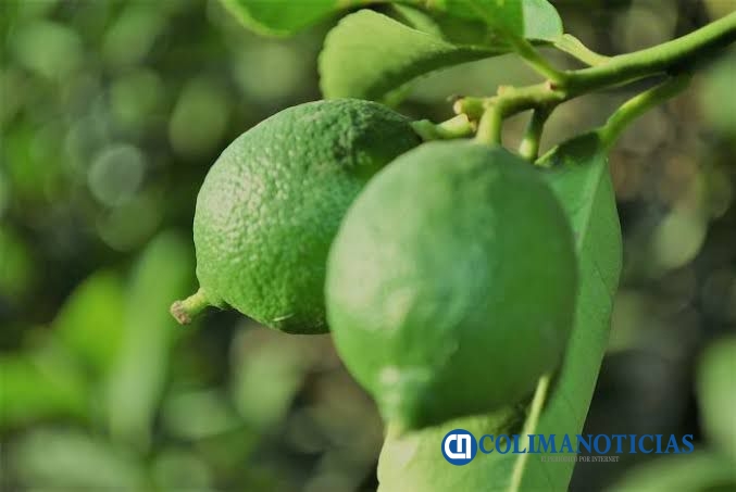 limon