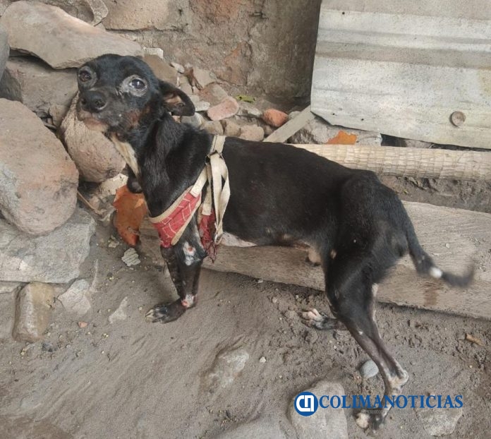 perro tecoman