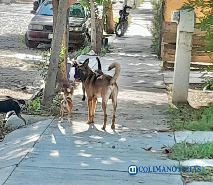 perros en la calle
