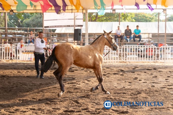 FERIA DE COLIMA-CABALLO ESPAÑOL1