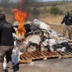 Incineran en Colima casi dos mil kilos de narcóticos