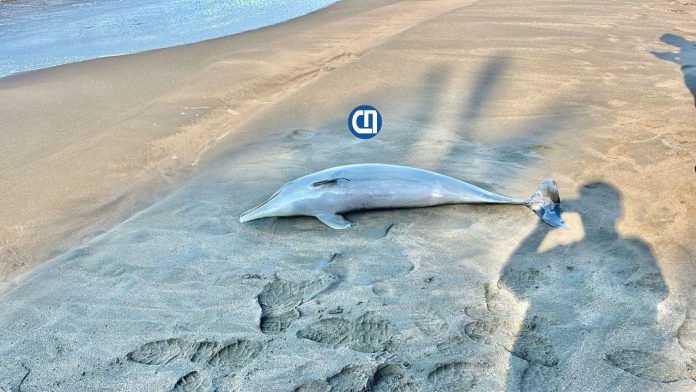 Delfín muerto en playa el paraíso