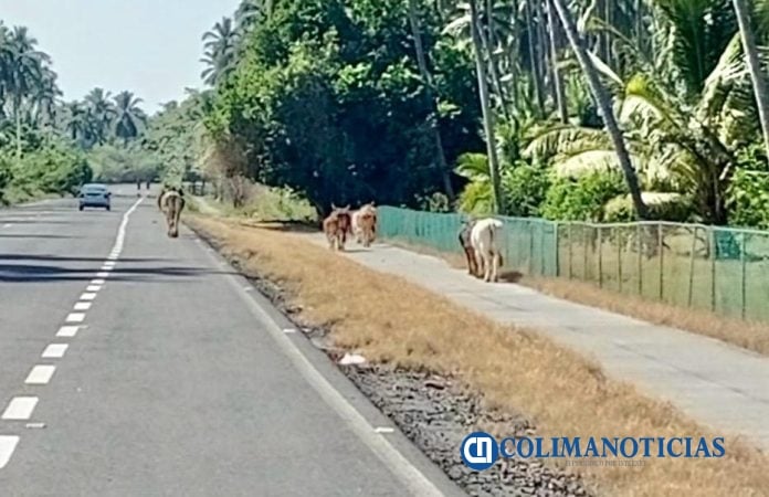 Ganado suelto Boca de Pascuales