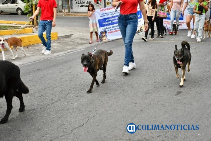 adiestrar perros en Colima
