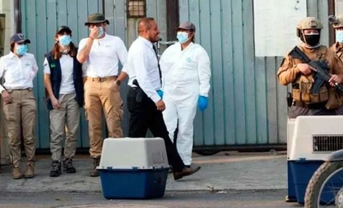 Aseguran carnicería por vender carne de perro