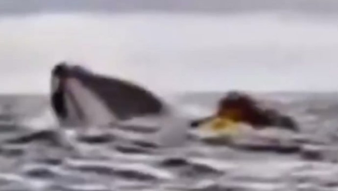 Ballena traga y escupe a joven que navegaba en las costas de Chile