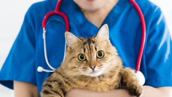 Esterilización gatos