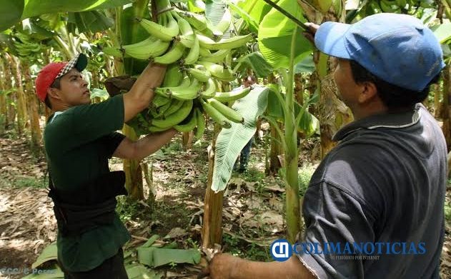 Aranceles de EEUU no afectarían a productores de frutas tropicales de Colima Arceo