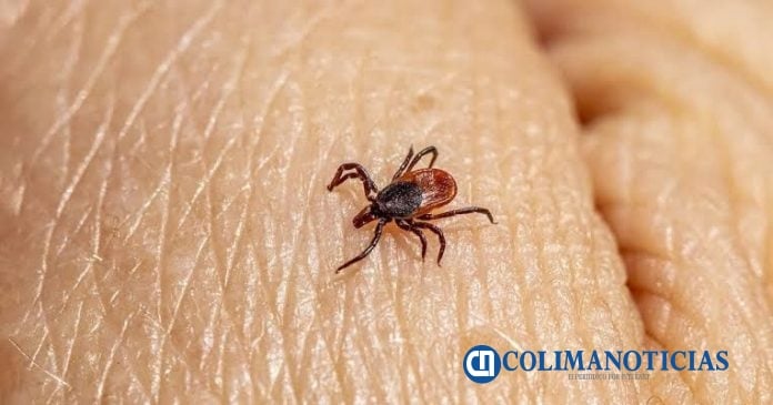 Aumentan casos de garrapatas un riesgo para mascotas y humanos Veterinario Carlos Doria