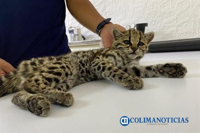 Entregan un tigrillo proveniente de Manzanillo a la Unidad de Rescate de Fauna Silvestre de Tlajomulco