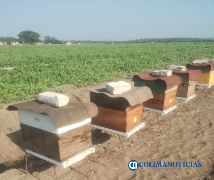 Apicultores de Tecomán y Armería