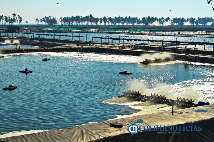 Aplican veda para la captura de Tilapia en la Laguna de Amela