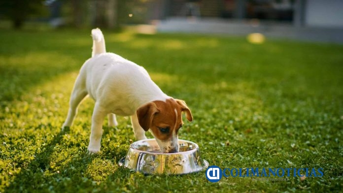 Golpe de Calor Mascotas