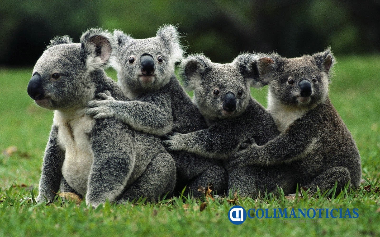 Australia's Koala Controversy: 750 Euthanized by Helicopter in Victoria - News Directory 3