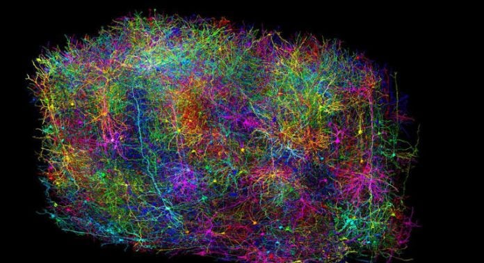 Neurociencia cerebro de un mamífero