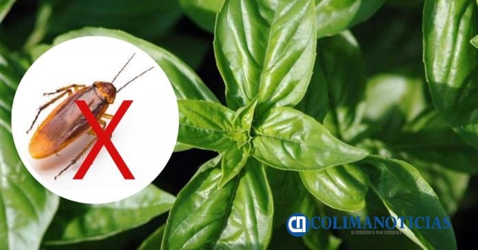 Plantas repelentes