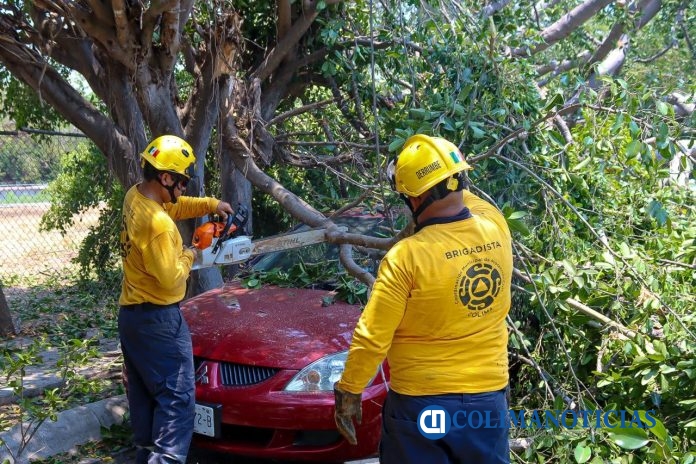 Ayuntamiento de Colima atiende de manera inmediata árbol caído en fraccionamiento Arboledas (3)