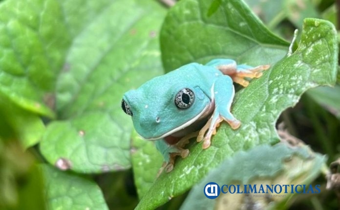 Biodiversidad en el Reto NaturaLista Urbano 2025 (5)
