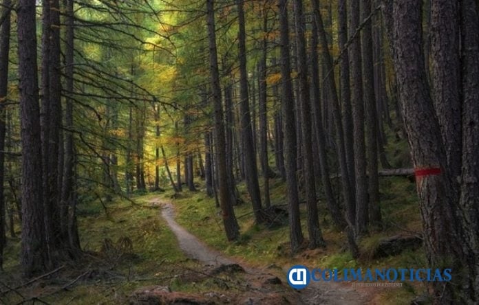Bosque en México