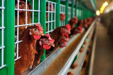 México suspende importación de productos avícolas brasileños por brote de gripe aviar