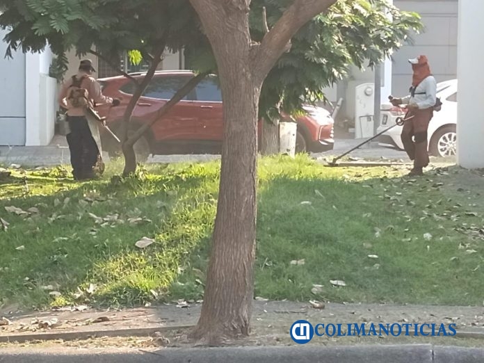 Realiza Gobierno de Riult Rivera labores de limpieza y mantenimiento de arbolado (4)