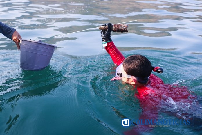Realiza UdeC jornada de limpieza de playas y fondo marino, en Mzllo
