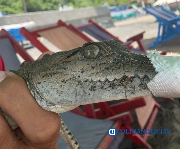 Atrapan pequeño Cocodrilo en la zona de Playa de Oro-Miramar
