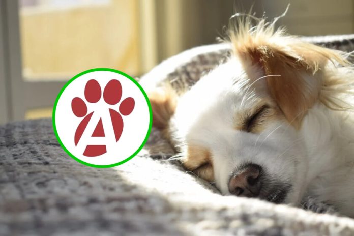 Farmacias del Ahorro para mascotas en México