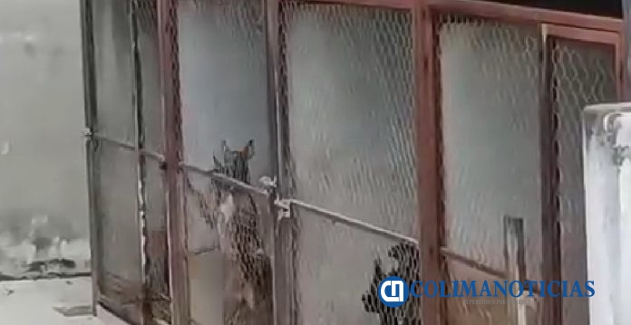 Malas condiciones de los perritos