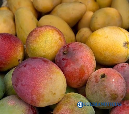 Mango colimense