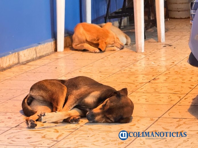 Pascuales, tierra de olvido para los perros callejeros denuncian abandono masivo