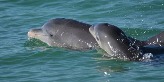 Prohíben espectáculos con mamíferos marinos en México
