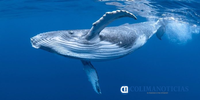 Ballena
