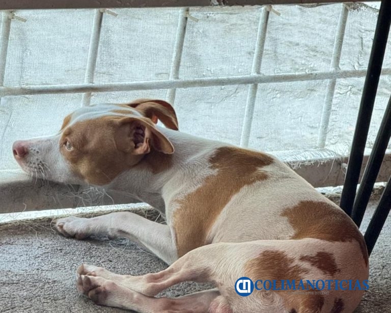 Urge mayor apoyo de autoridades para campañas de esterilización en Tecomán: asociación “Siempre Seré Tu Voz”